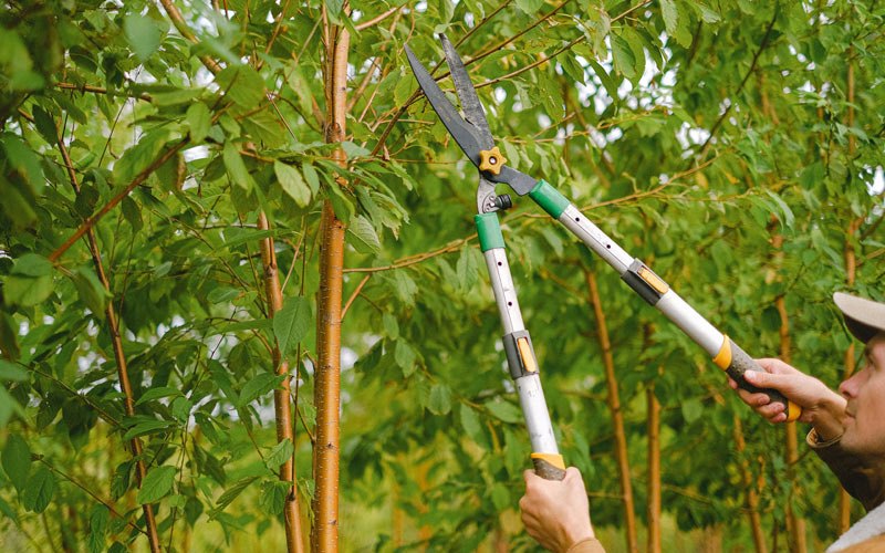 Tree trimming in Tolstoy, SD