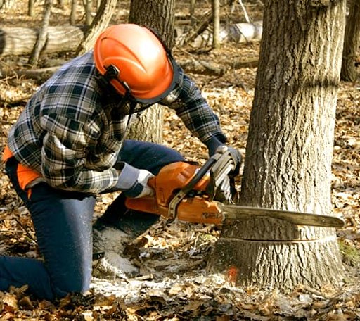 Tree Removal in Tolstoy, SD